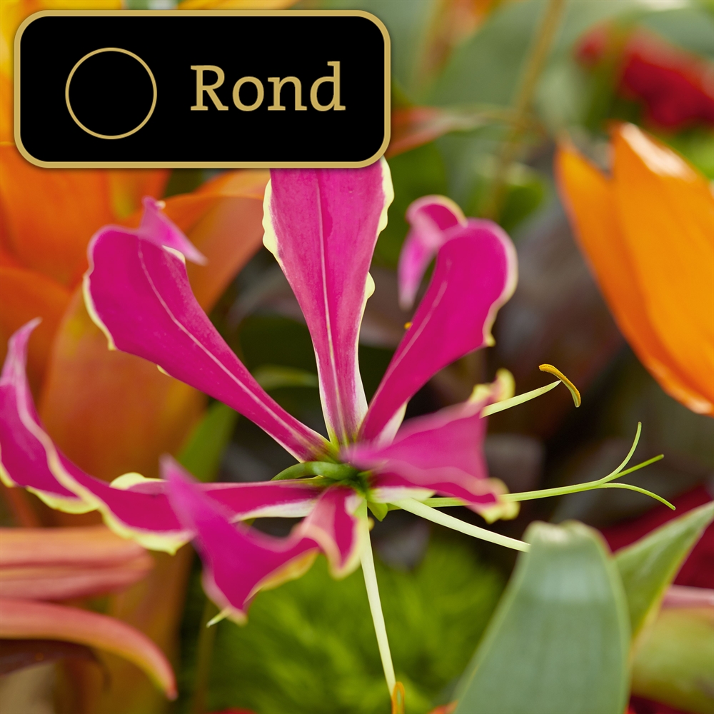 Exotische tuin