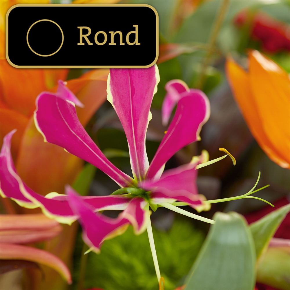 Exotische tuin